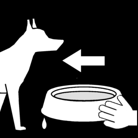 donner de l'eau au chien